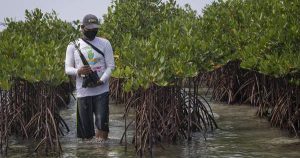 aktivitas penduduk di daerah mangrove